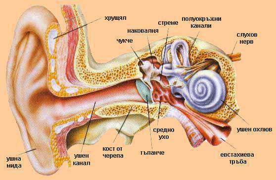 Что делать при возникновении ушного дерматита?